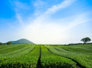 Lush green tea plantation under clear blue sky
